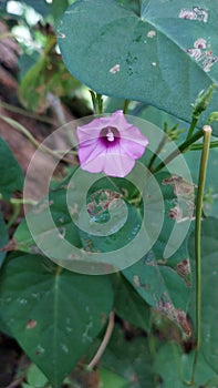 Ipomoea triloba flower