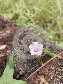 Ipomoea Triloba or Littlebell