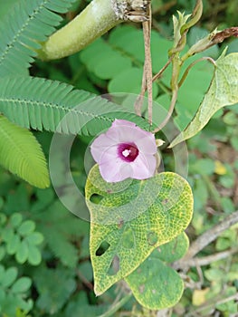Ipomoea triloba is a species of morning glory native to tropical America but introduced elsewhere in the world photo