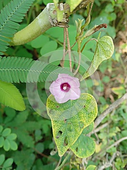 Ipomoea triloba is a species of morning glory native to tropical America but introduced elsewhere in the world photo