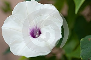 Iponomoea pandurata bell flower