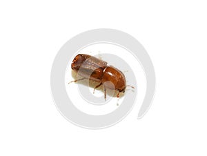 Ips typographus bark beetle on white background