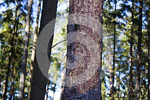 Ips typographus on spruce bark.