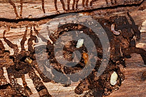 Ips typographus under the bark of a spruce tree