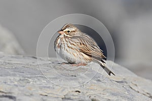 Ipswich Savannah Sparrow in Winter