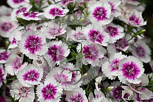 IQ Purple Ice Dianthus Flowers