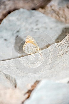 Iranian argus butterfly