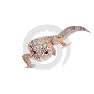 The Iranian fat tailed gecko isolated on white