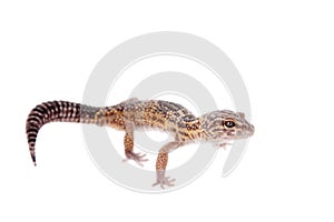 The Iranian fat tailed gecko isolated on white