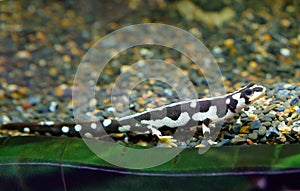 Iranian newt