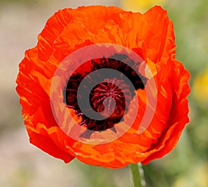 Iranian poppy, Persian poppy, Papaver bracteatum