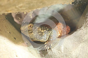 Iraqi Mastigure or Iraqi Spiny-tailed Lizard photo