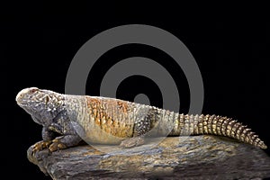 Iraqi spiny-tailed lizard (Saara loricata) photo