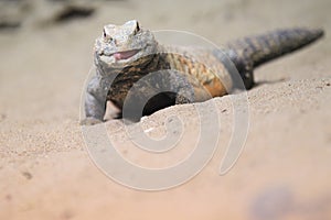Iraqi spiny-tailed lizard