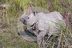 Irate female one-horned rhinoceros protecting her new-born baby