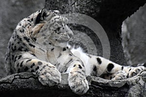 Irbis, snow leopard color photo.