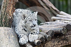 Irbis, Snow leopard (Panthera uncia