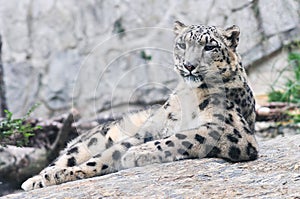 Irbis, Snow Leopard. Panthera uncia