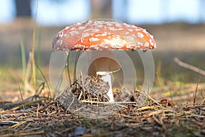 IRed fly agaric