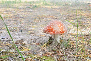 IRed fly agaric