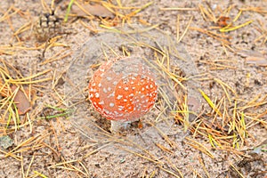 IRed fly agaric