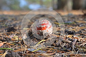 IRed fly agaric