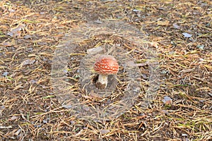 IRed fly agaric