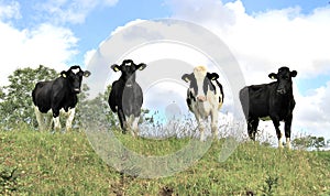 Ireland, County Antrim: Dairy Farm - Four Cows in their Paddock