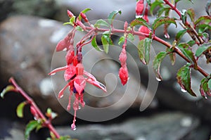 Ireland, Dingle Island
