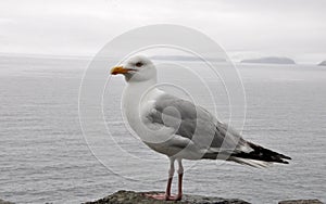 Ireland, Dingle Peninsula, Seagull
