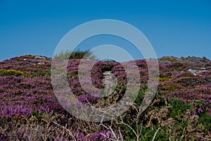 Ireland, the emerald island. Green landscapes, rough coastlines. Howth cliffwalk