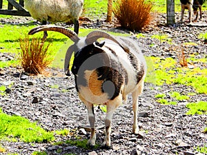 ireland, irish mutton sheep -irlanda montone, pecore irlandesi photo