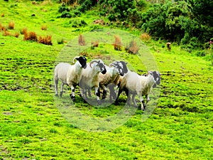 ireland, irish sheep and border collie -irlanda pecore irlandesi photo