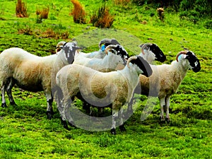 ireland, irish sheep and border collie -irlanda pecore irlandesi photo