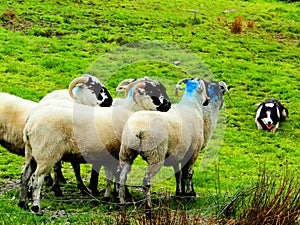 ireland, irish sheep and border collie -irlanda pecore irlandesi border collie photo