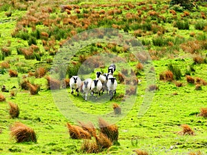 ireland, irish sheep and border collie -irlanda pecore irlandesi photo