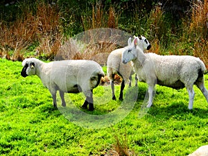 ireland, irish sheep -irlanda pecore irlandesi photo