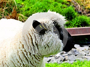 ireland, irish sheep -irlanda pecora irlandesi photo