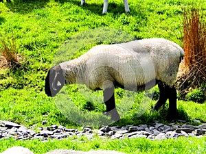 ireland, irish sheep -irlanda pecore irlandesi