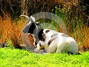 ireland, irish sheep -irlanda pecore irlandesi