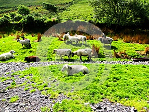 ireland, irish sheep -irlanda pecore irlandesi photo