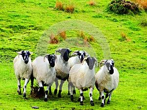 ireland, irish sheep-irlanda allevamento pecore irlandesi photo