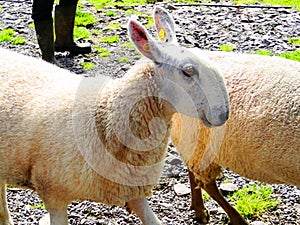 ireland, irish sheep -irlanda pecore irlandesi photo