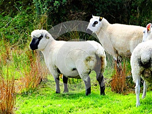 ireland, irish sheep -irlanda pecore irlandesi photo