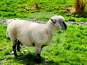 ireland, irish sheep -irlanda pecore irlandesi photo