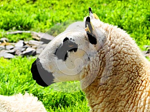 ireland, irish sheep -irlanda pecore irlandesi photo