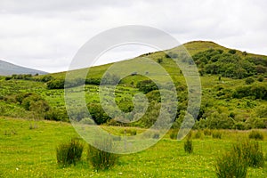 Ireland landscape. Magical Irish hills. Green island with sheep and cows on cloudy foggy day. Northern Ireland, County