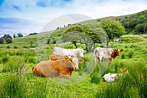 Ireland landscape. Magical Irish hills. Green island with sheep and cows on cloudy foggy day. Northern Ireland, County