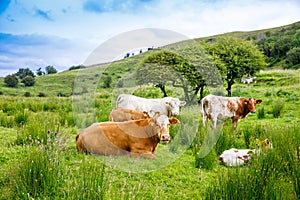 Ireland landscape. Magical Irish hills. Green island with sheep and cows on cloudy foggy day. Northern Ireland, County