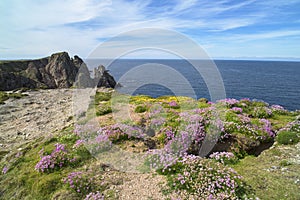 Ireland, pink flowers on cliffs, flowering wildflowers in pink and yellow